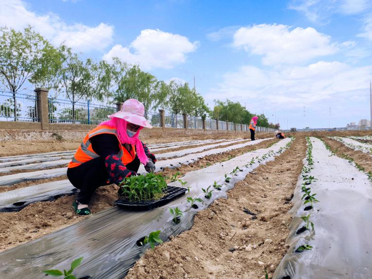 荒地变形记——项目部的“复耕复绿”-兰州新区AB娱乐集团门户网站
