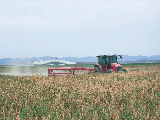 兰州新区东南片区万亩燕麦草苜蓿？？崭-兰州新区AB娱乐集团门户网站