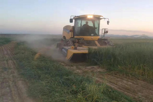 兰州新区东南片区万亩燕麦草苜蓿？？崭-兰州新区AB娱乐集团门户网站